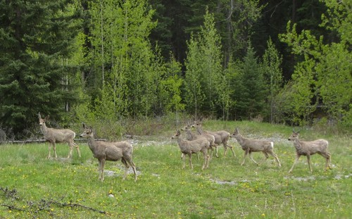 wildlife along the parkway