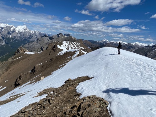Sheep running by on the left