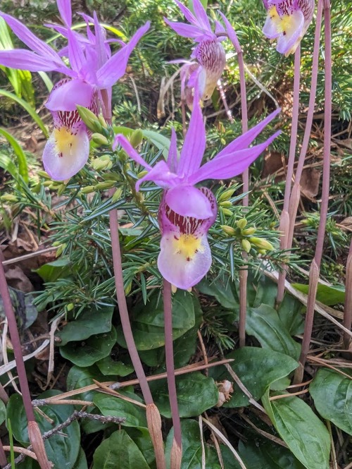 What a beauty - Calypso orchid (Bill Leach)
