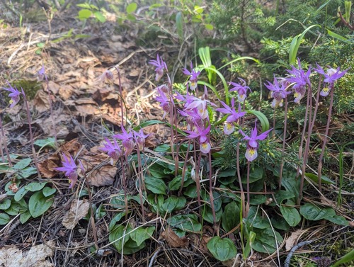 Calypso orchids on the trail (Bill Leach)