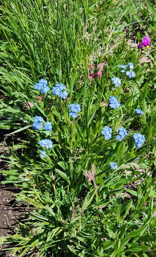 Profusion of flowers on Gunnery Creek Trail (Forgetmenots, 3-flowered Avens, Shooting Star in this picture)