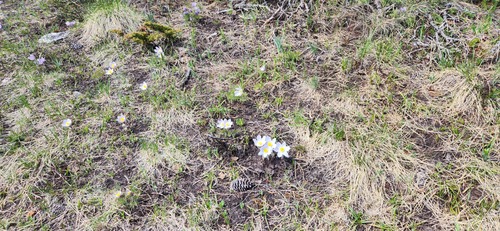 Field of crocuses by our lunch spot