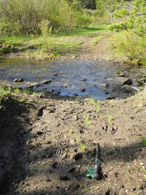Camp Creek crossing with "interesting" foot prints. Bob Creek Wildland. 
