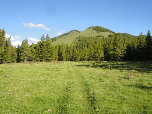 Looking north near junction #7 in Camp Creek area of Bob Creek Wildland, Alberta