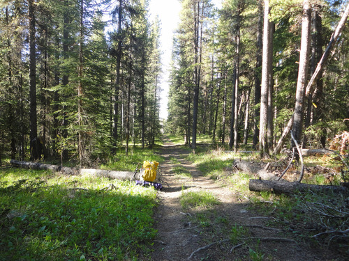 Typical ATV trail in Camp Creek trees in Bob Creek Wildland 