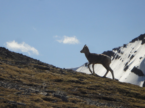 One sheep on Miners Peak near Canmore