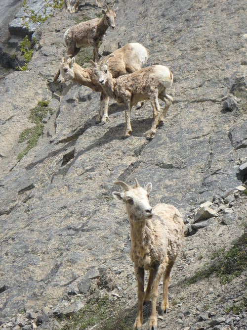 Sheep adjacent to road at Goat Creek Parking Lot (near Canmore)