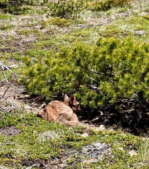 An unexpected trail obstacle