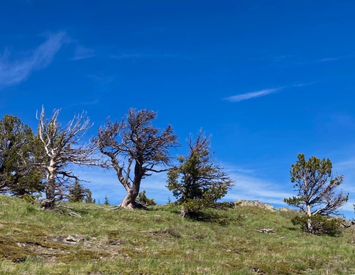 Some interesting pines along lower Boundary Pine Ridge