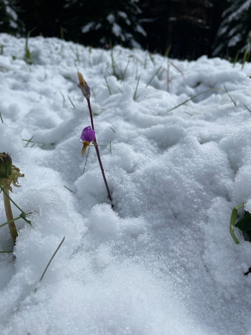 Poor little shooting star