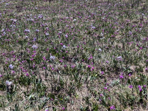 Despite the colder, snowier spring, we enjoyed a beautiful purple carpet of crocuses, shooting stars and kitten tails in the meadows.