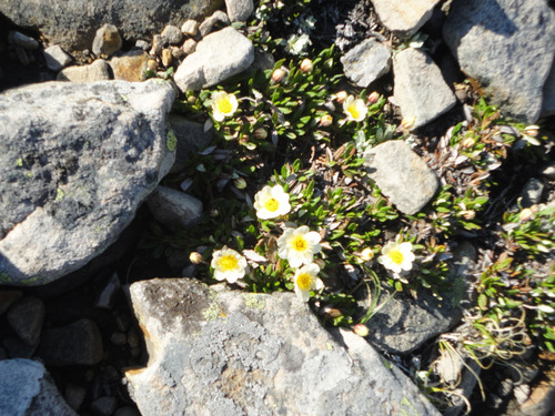 Flowers on Windy Peak Hills: LYO's (Little Yellow Ones)