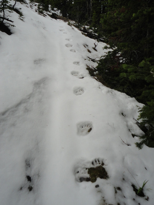I followed these bear prints for about 500 metres, no sign of the bear. 