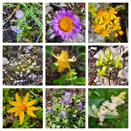A few of the flowers, thanks Teresa for the nice collage!