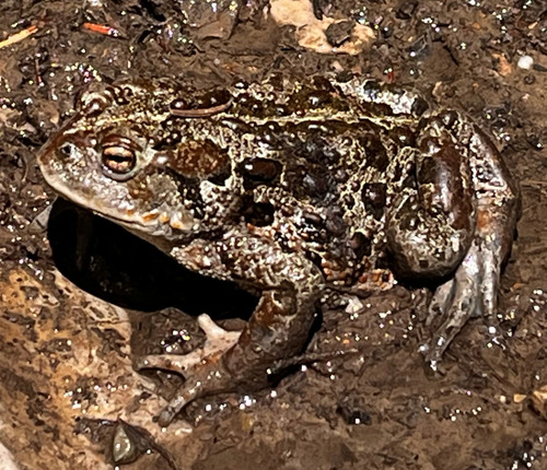 large toad on Pack Train Coulee