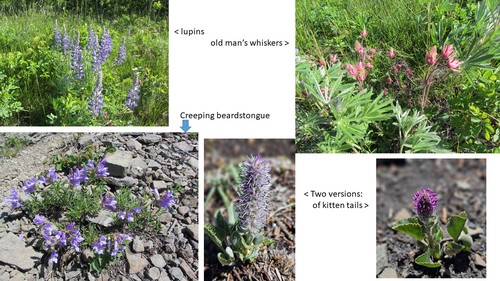 Marston loop flowers