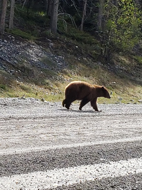 The first grizzly of the day casually walking across the Smith Dorrien as though he owned it. 
