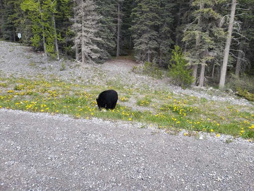 Happy black bear - lovin' it in the dandelion patch. 