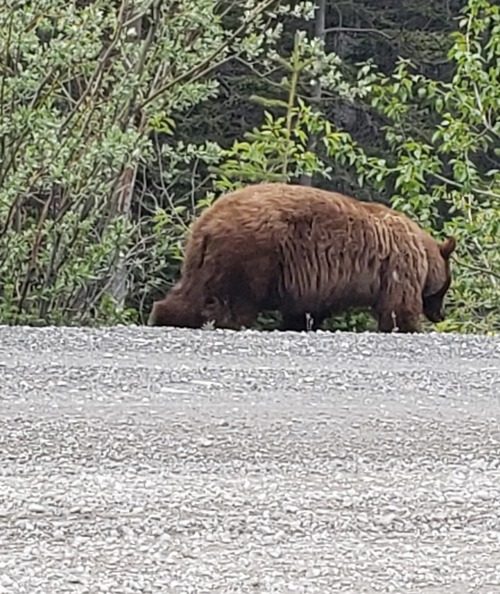 At least we got the hind end of Grizzly #2. 