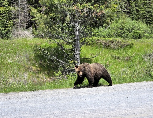 Grizzly on the Smith Dorrien road
