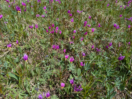 a sea of shooting stars 