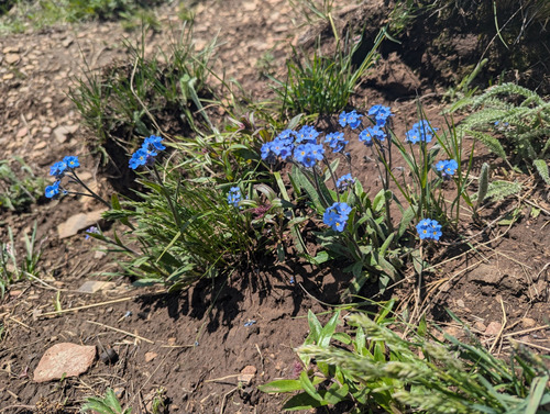 Forgetmenots