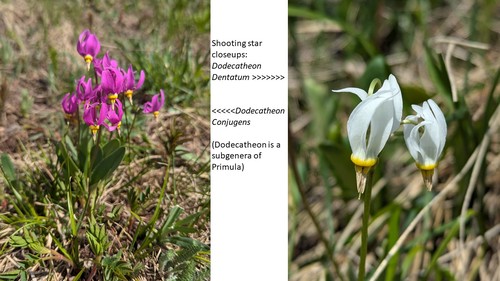 Two version of Shooting Stars