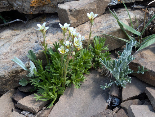 Tufted Saxifrage