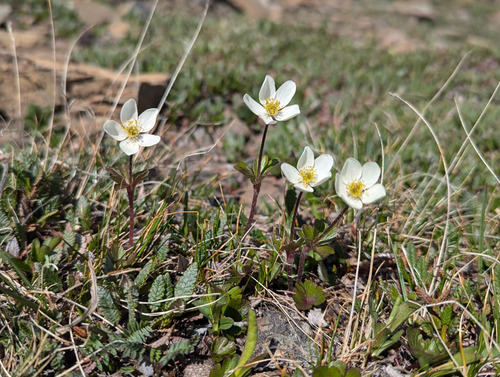 wood anemones