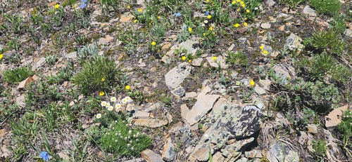 "Rock Garden" on north side of summit