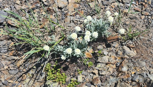 Silver Rockcress aka Smelowskia 