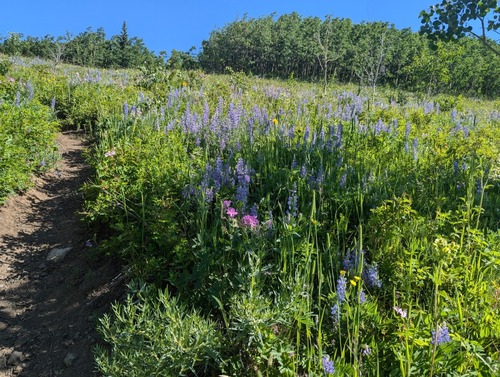 Lupines everywhere - Silvery Lupine (Lupinus argenteus)