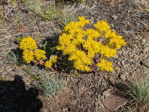 Stonecrop (Sedum lanceolateum)