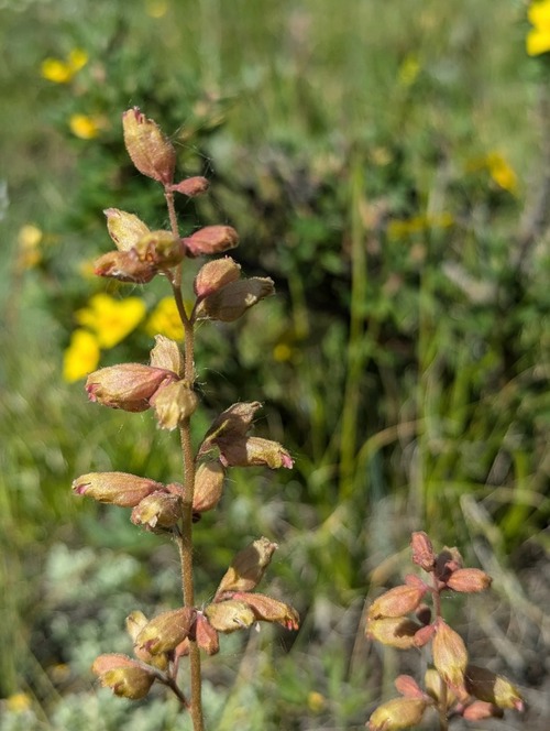 Richardson's Alumroot (Heuchera richardsonii)