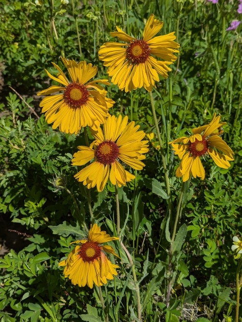 Gaillardia (Gaillardia aristata)