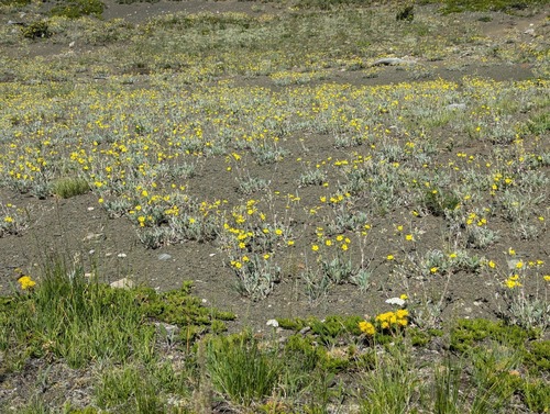 A field of cinquefoils - mostly Woolly Cinquefoil (Potentilla hippiana)