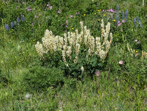 Yellow Sweet-Vetch (Hedysarum sulphurescens)