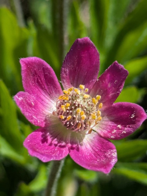 Cut-leaved Anemone (Anemone multifida)