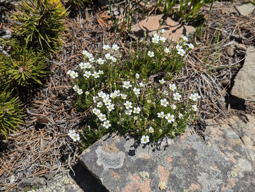 Boreal Sandwort (Sabulina rubella)