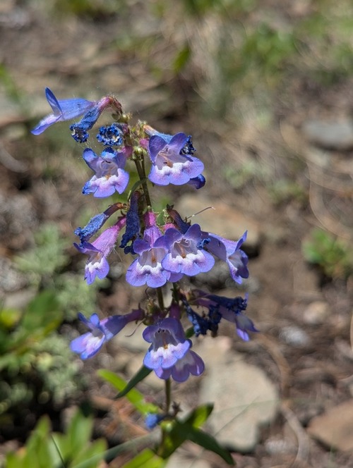 Alberta Penstemon (Penstemon albertinus)