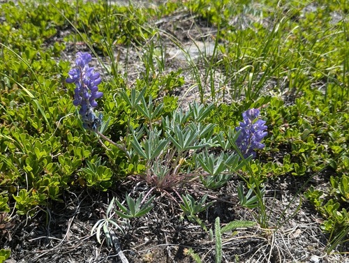 Dwarf Lupine (Lupinus lepidus)