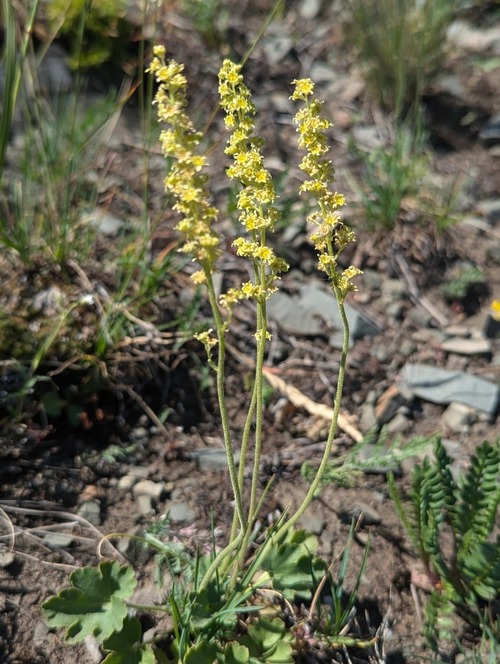 Littleflower Alumroot (Heuchera parvifolia)