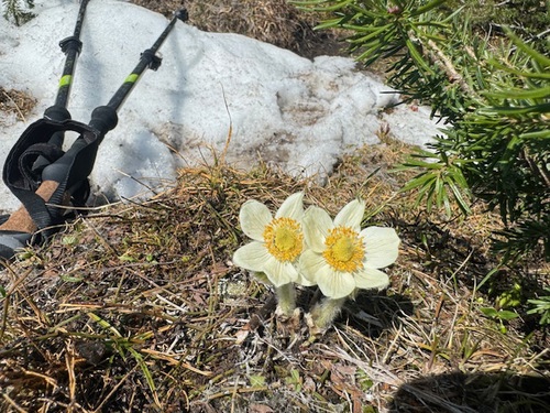 Some were blooming, and some were just emerging. The plant version of a big, happy smile!