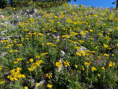 We meandered through some beautiful meadows 