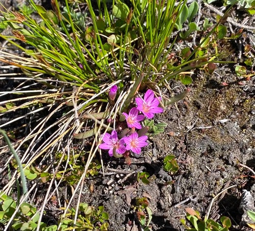 Alpine Bitterroot (Lewisia pygmaea)