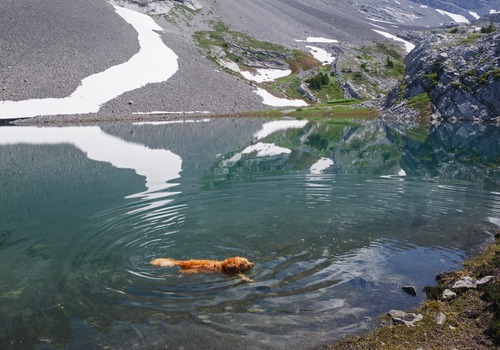 Piper was the only aquabelle to take advantage of a cooling dip.