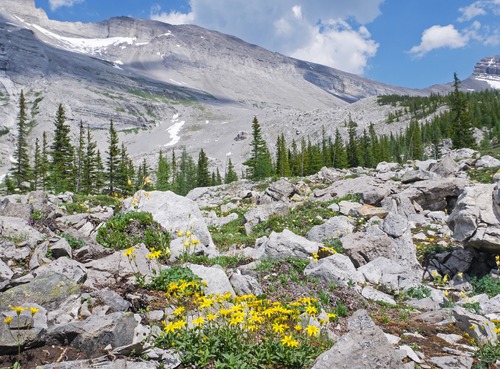 Great rock gardens in the middle rockslide area!