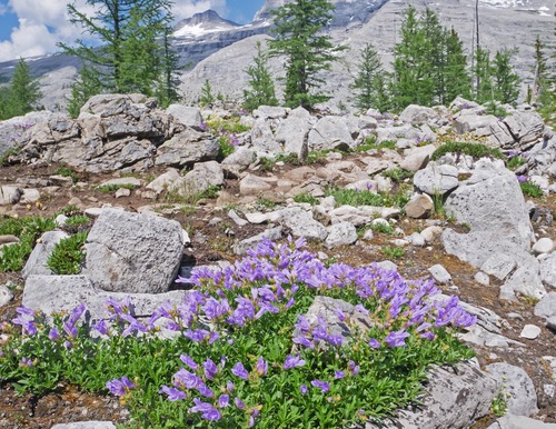 Crested Beardtongue.