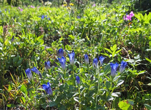 Flower meadows along the switchbacks to upper Rowe Lakes.