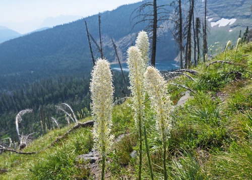 An off year for beargrass, but there were some at our first break upon gaining the lower ridge.